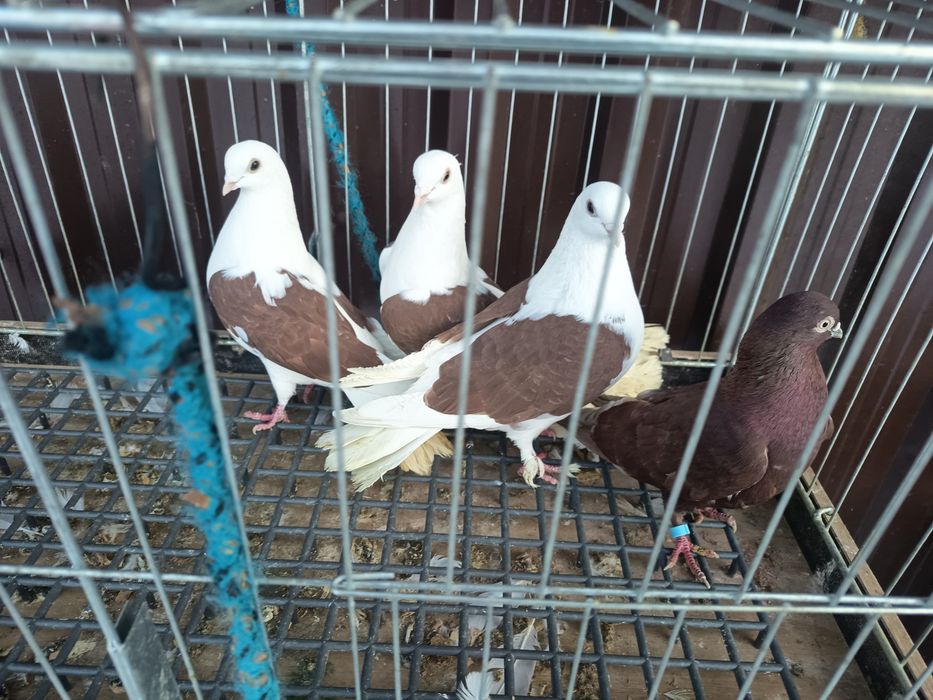 Sprzedam gołębie Czajki i białogłówki