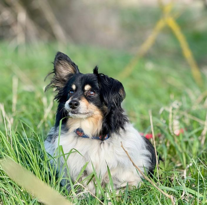 Benio, starszy, przyjazny piesek szuka domu