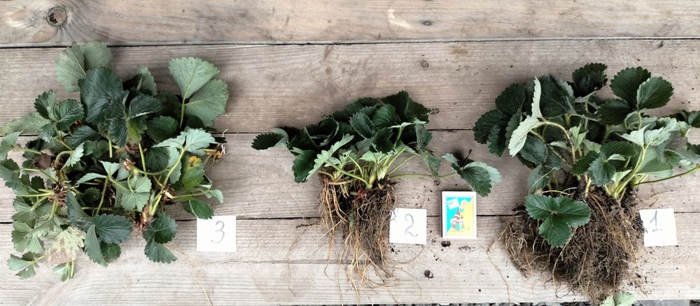 Полуниця Мармелада саджанці