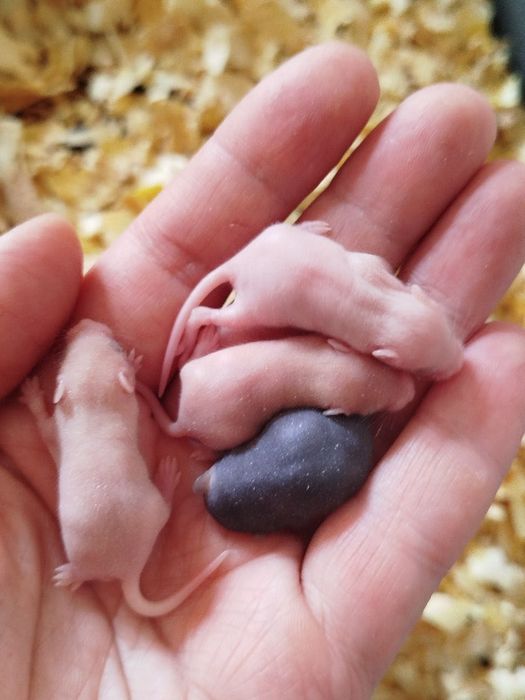 Кормовые мыши. Мышки на корм. Заморозка. Бегунки