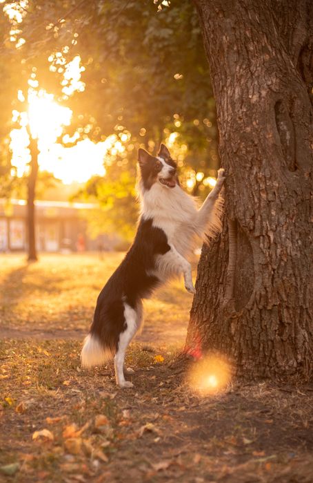 Вигул, зооняня, догсітер, pet sitter, догляд за собаками, вигул собак
