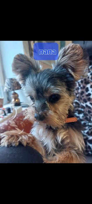 Йоркширский терьер