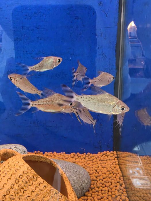 Flagtail Taeniurus