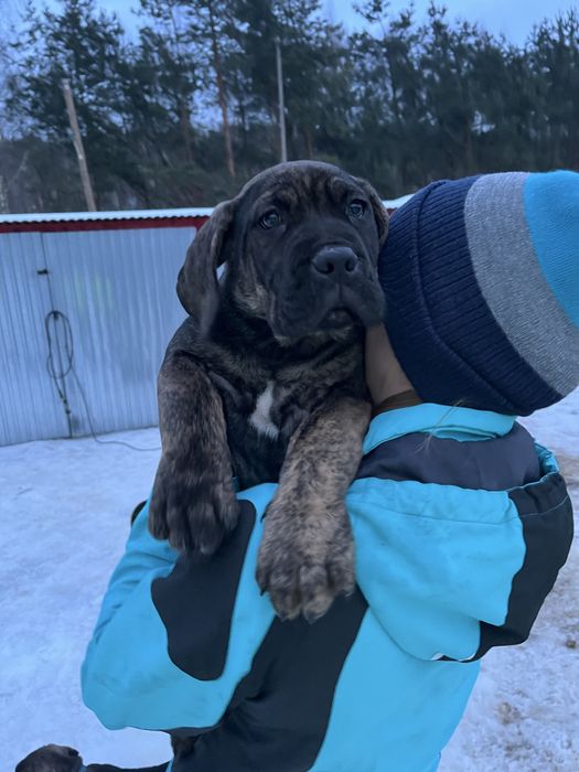 Cane Corso Italiano