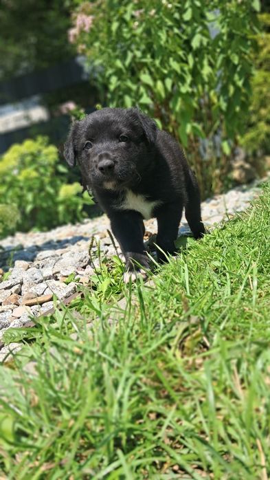 Pieski oddam za darmo