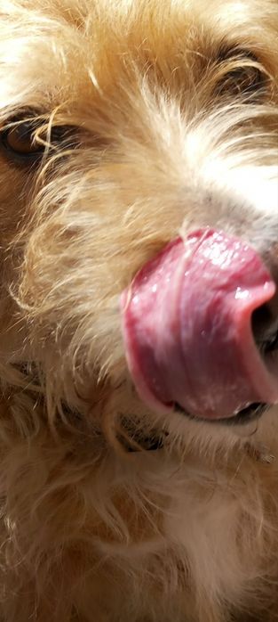 Petsitting - Cuido do seu Pet
