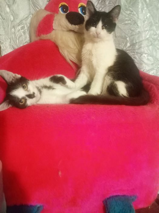 Кошенята у люблячі руки