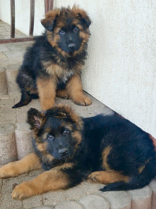 Owczarek niemiecki długowłosy szczenięta owczarki