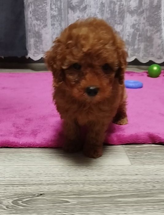 Мальчишки пуделя