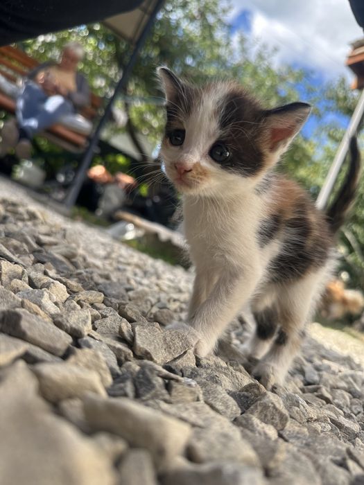 Віддам маленьких котиків