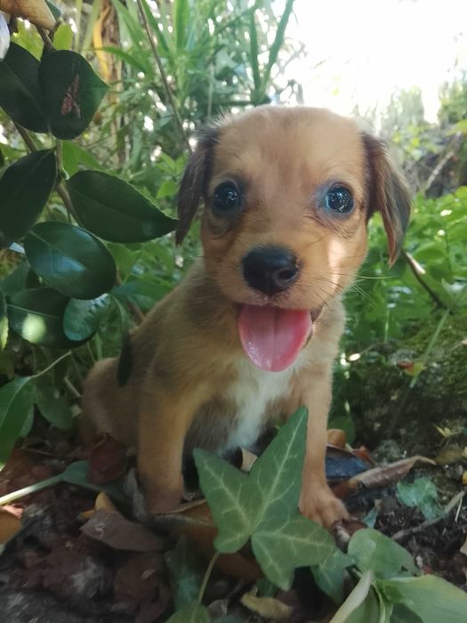 Cachorrinho para adoção responsável