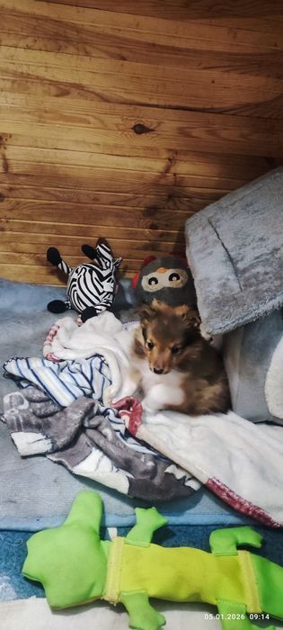 Шелті  забере ваше серце