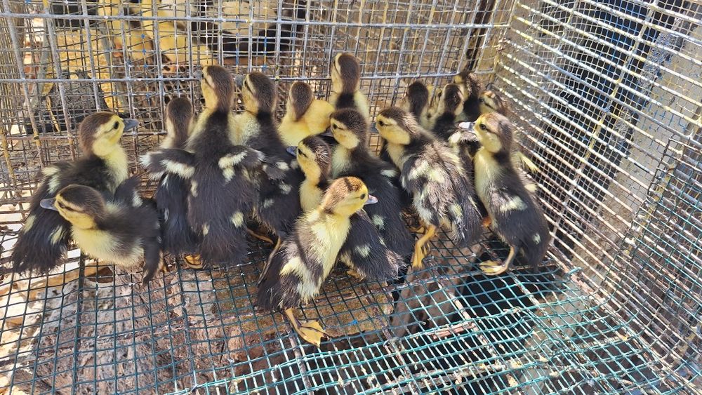 Patos mudos bebés