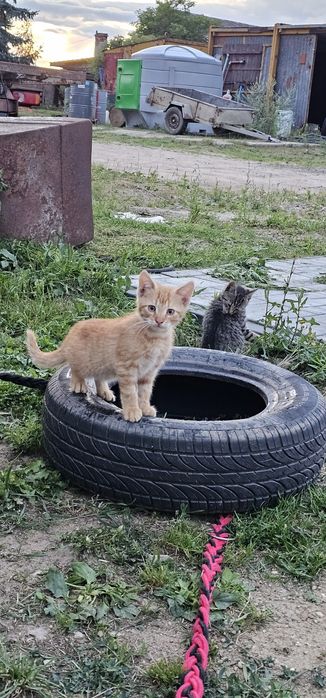 Oddam małe kotki za darmo