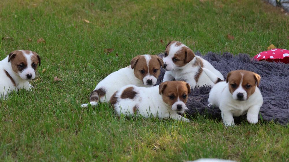 Jack Russell Terrier /ZKwP FCI- wzorcowa hodowla- PIESEK