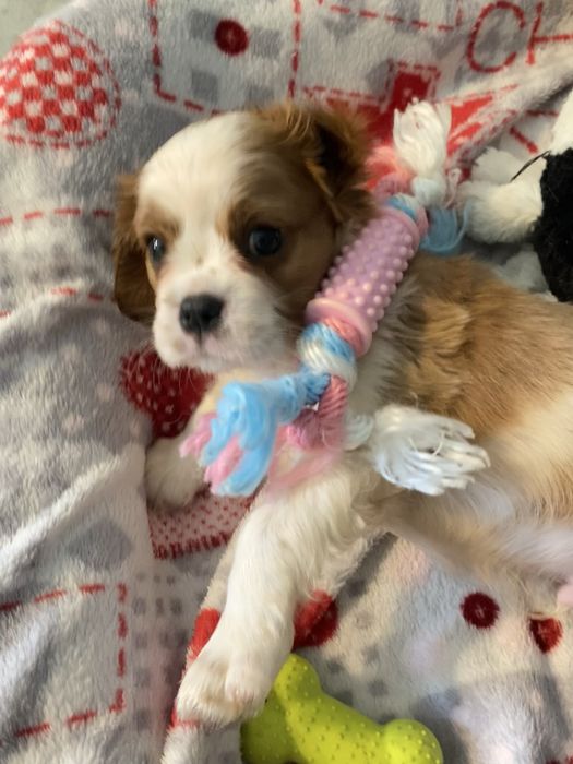 Cavalier King Charles Spaniel - piesek