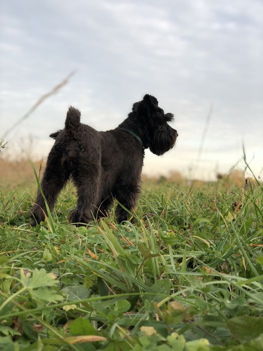 Цвергшнауцер шукаєм хлопця))