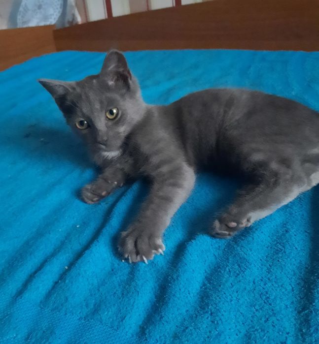 Продам британського котика