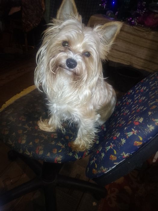 В'язка Йорк, йоркширський тер'єр.