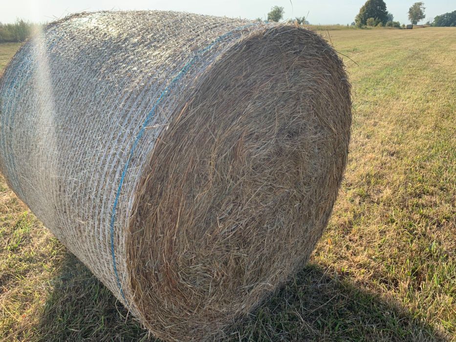 Siano bele zbiór 2025