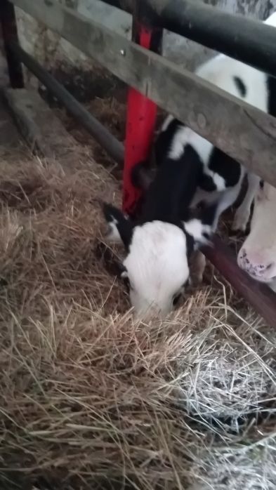 Byk jałówka  mięsne sztuki