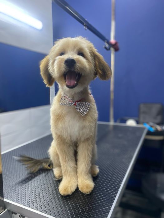 Bastion - Cockapoo - 2,5 roczny
