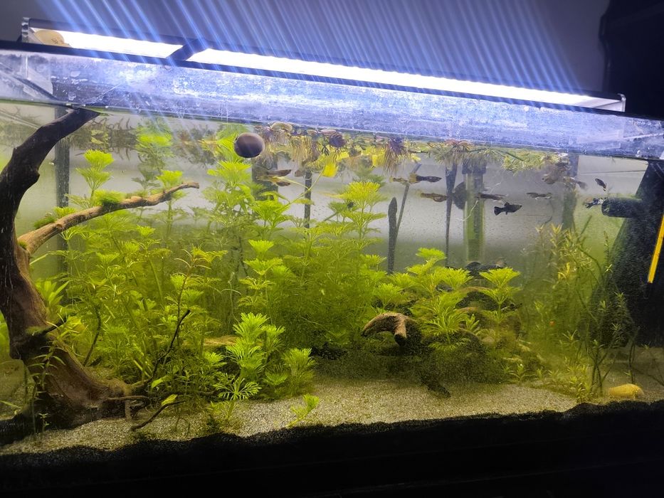 Aquário 60 litros plantado com peixes