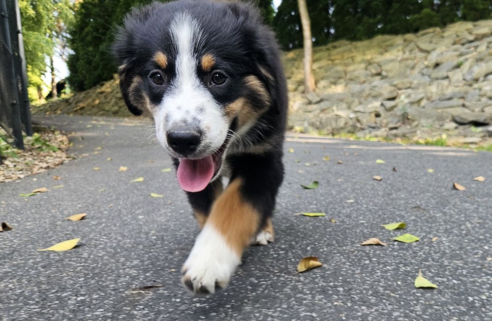 Amerykanski Owczarek Miniaturowy