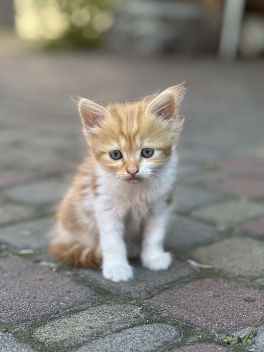 Кошенята / котята