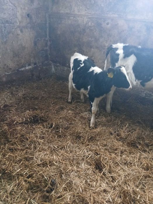 Jalowki w różnym wieku