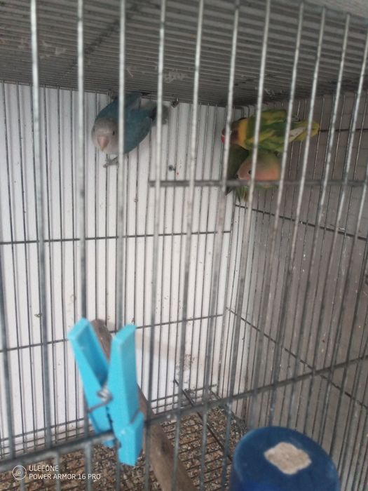 Vendo agapórnis personatus