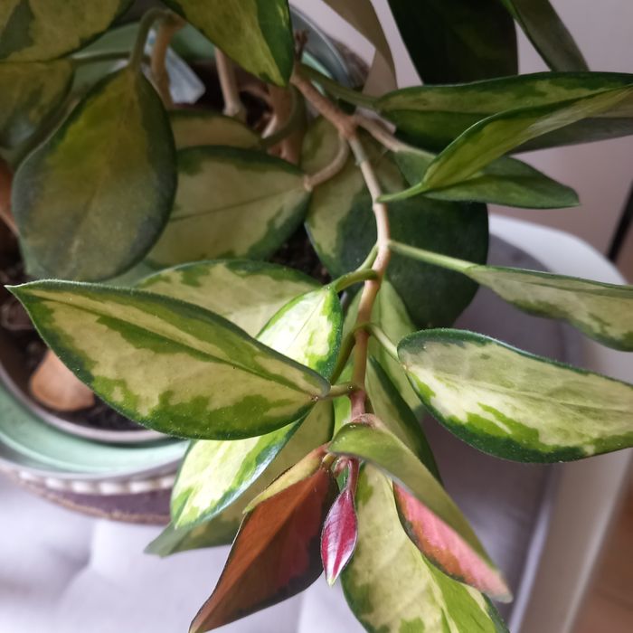 Hoja austalis Lisa sadzonka cięta