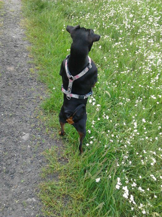 Opieka nad psem, noclegi dla psów