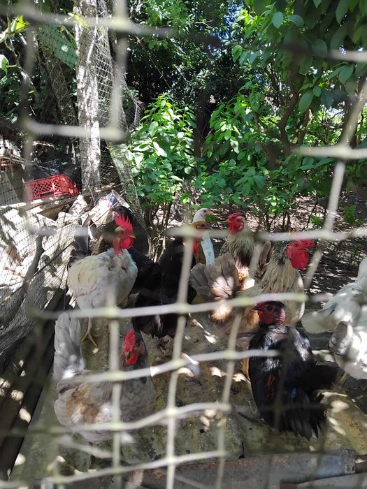 Vendo animais de Quinta (Patos mudos de criação, garnisos)
