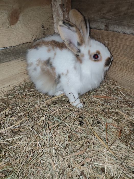 Króliki mix gepard/lew