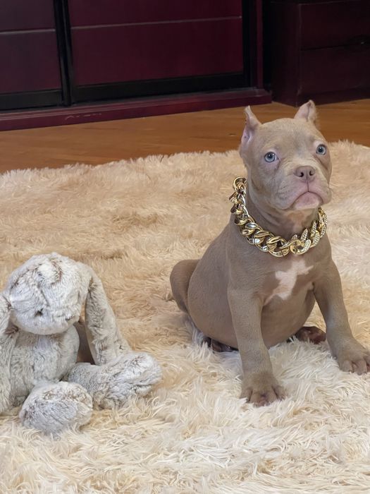 Американський буллі