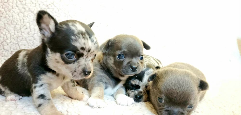 Uroczy piesek mikrusek chihuahua szaro-czekoladowy