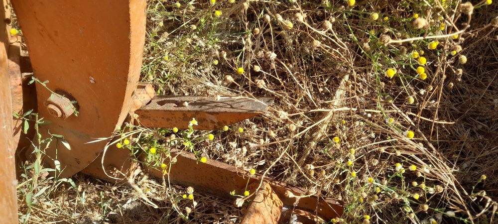 Charrua galucho 12" como nova