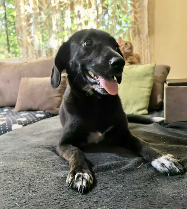 BALBINKA 11 kg  może mieszkać z KOTEM uratowana w Bułgarii