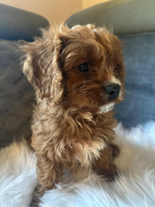 Cavapoo f1*chłopczyk małopolska