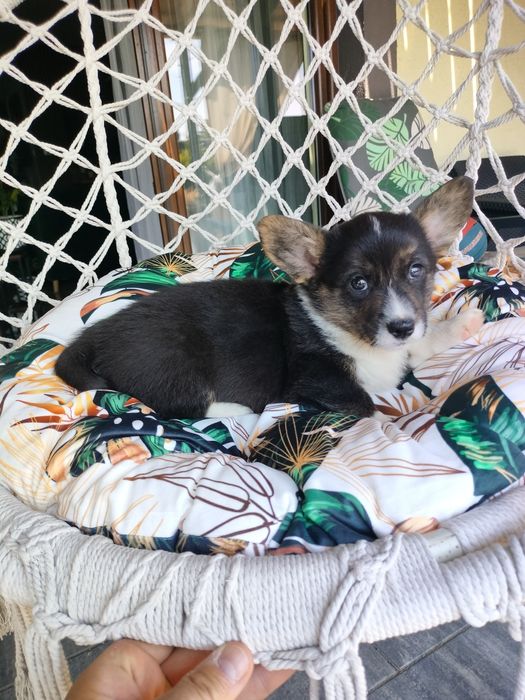 Welsh Corgi Cardigan FCI