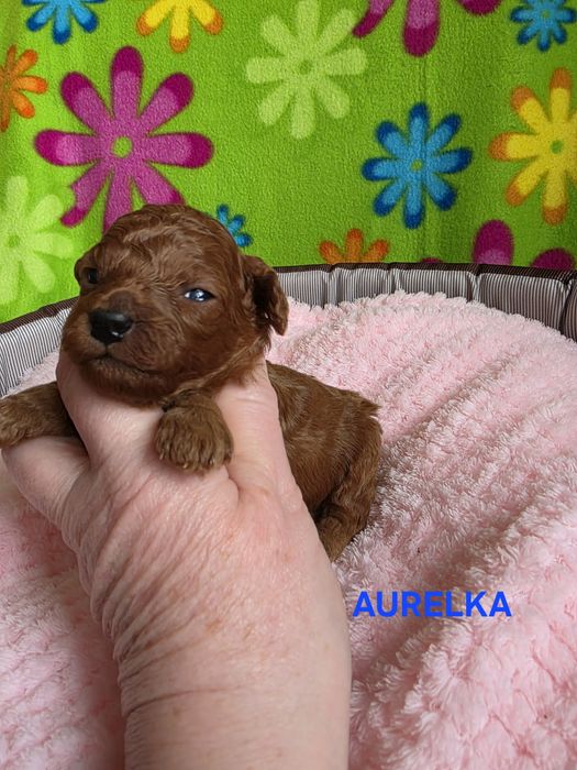 Zarezerwowana  Aurelka