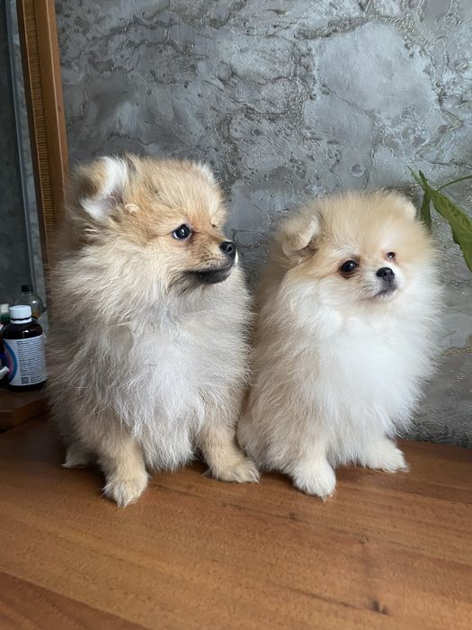 Мальчик и девочка шпиц