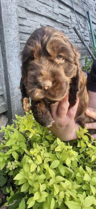 Cocker spaniel angielski