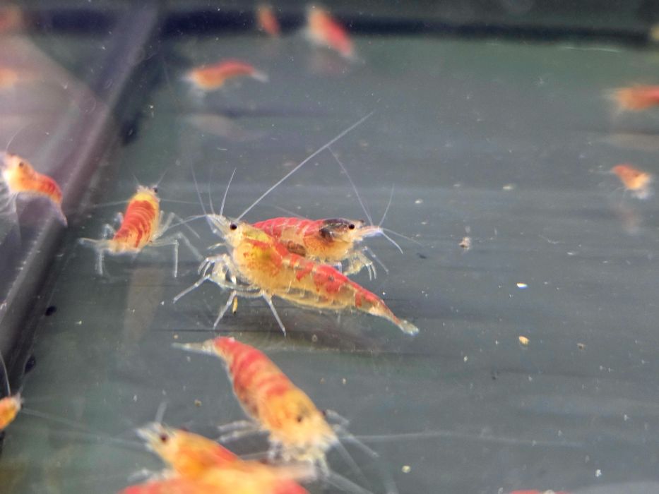 Krewetka caridina Calceo Bee Red Dragon