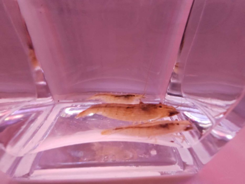 Krewetka filtrująca - Atyopsis moluccensis