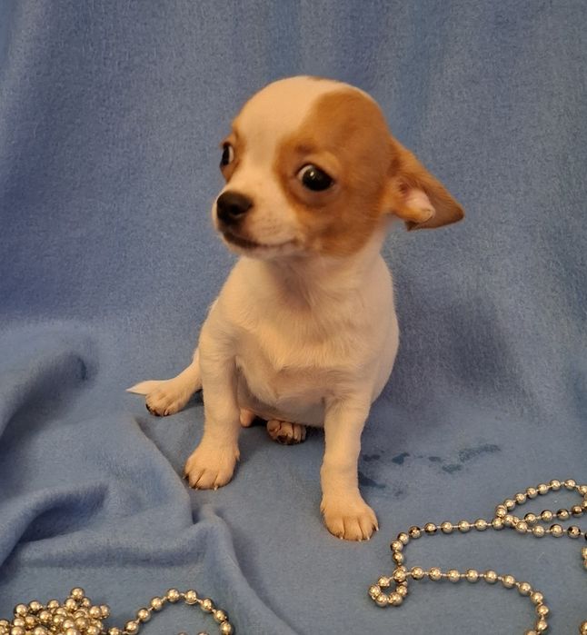 Śliczny piesek Chihuahua