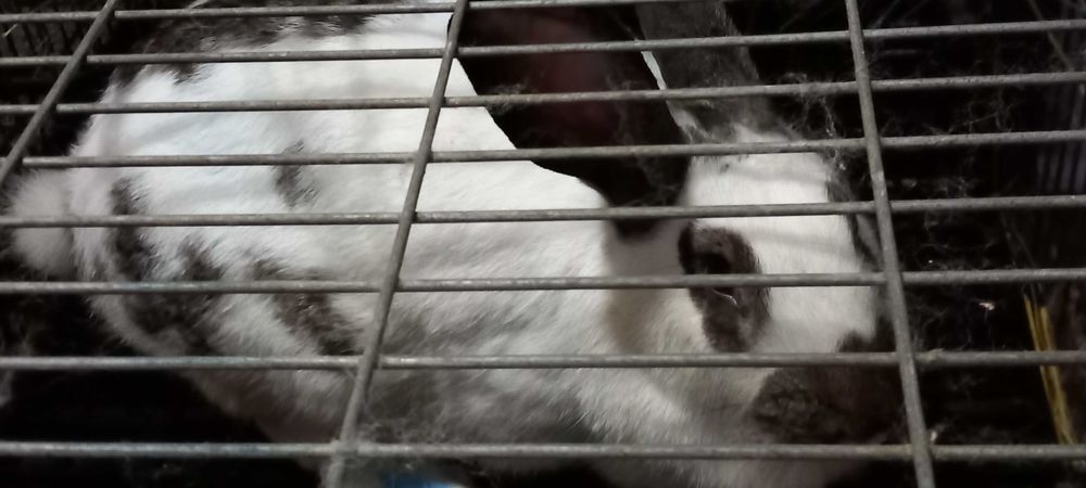 Venfo coelhos de boa qualidade