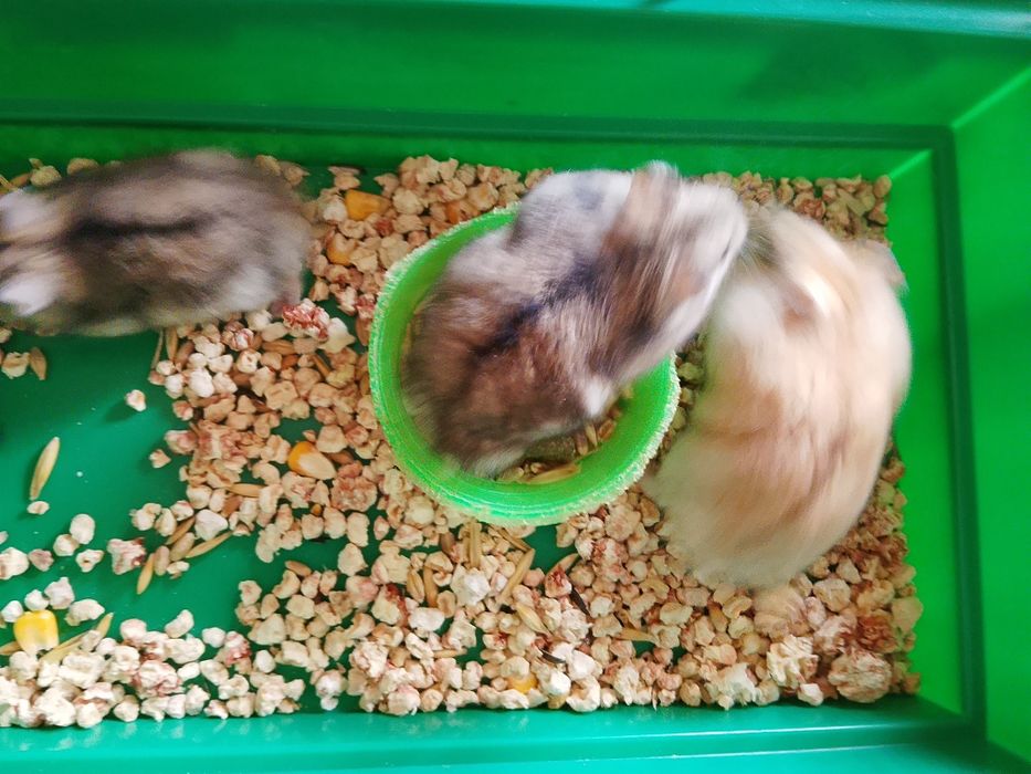 Джунгарский хомяк