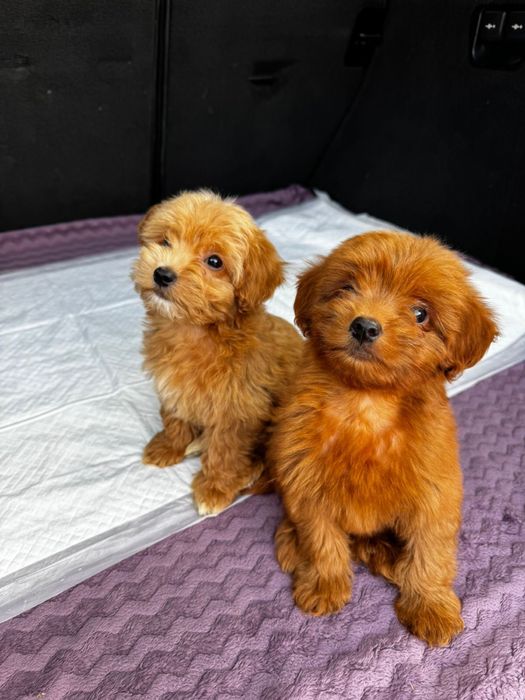 Мальтипу 2 місяці